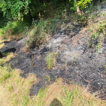 Einsatz #084/2023 F WALD 1